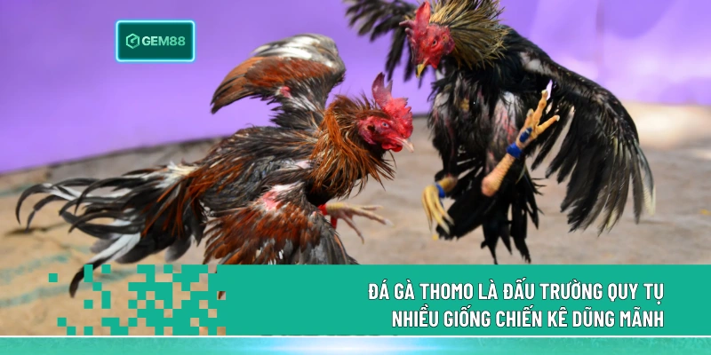 Đá Gà Thomo là đấu trường quy tụ nhiều giống chiến kê dũng mãnh